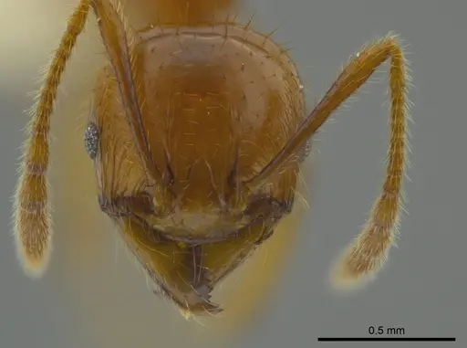 Pheidole bellatrix specimen CASENT0625436 image casent0625436_2