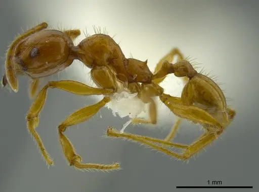 Pheidole bellatrix specimen CASENT0625436 image casent0625436_3