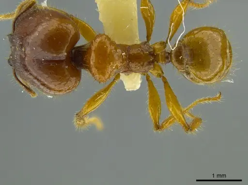 Pheidole bellatrix specimen JTLC000016326 image jtlc000016326_1