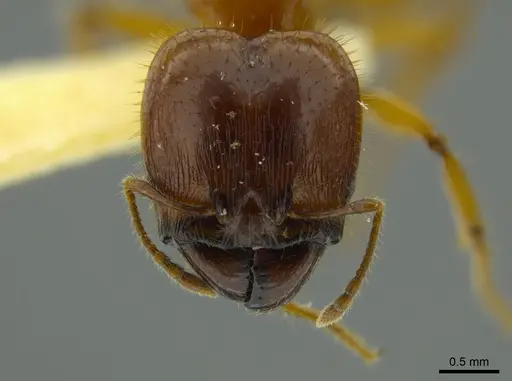 Pheidole bellatrix specimen JTLC000016326 image jtlc000016326_2