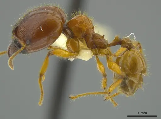 Pheidole bellatrix specimen JTLC000016326 image jtlc000016326_3