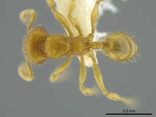 Pheidole beloceps specimen CASENT0625437 image casent0625437_1
