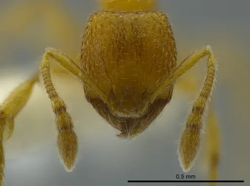Pheidole beloceps specimen CASENT0625437 image casent0625437_2