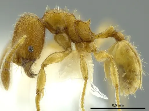 Pheidole beloceps specimen CASENT0625437 image casent0625437_3