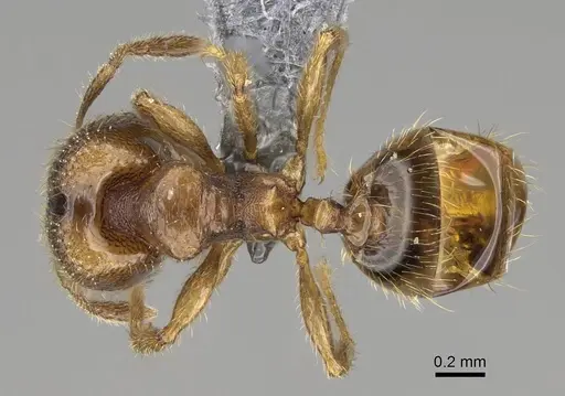 Pheidole beloceps specimen CASENT0807788 image casent0807788_1