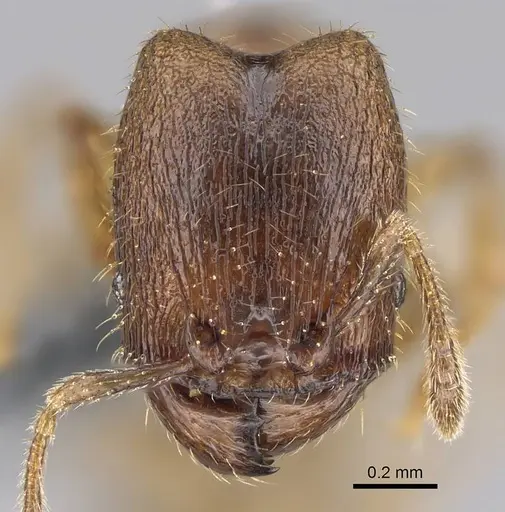 Pheidole beloceps specimen CASENT0807788 image casent0807788_2