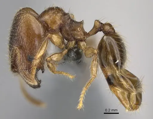 Pheidole beloceps specimen CASENT0807788 image casent0807788_3