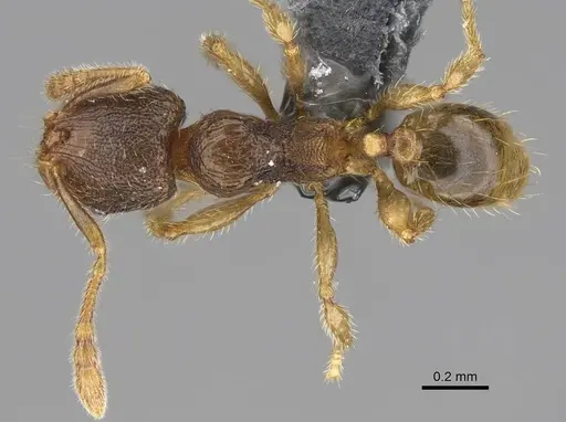 Pheidole beloceps specimen CASENT0807790 image casent0807790_1