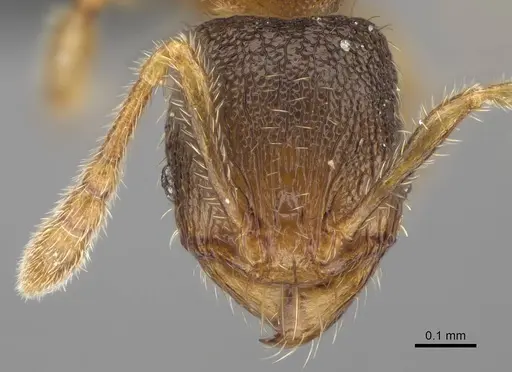 Pheidole beloceps specimen CASENT0807790 image casent0807790_2