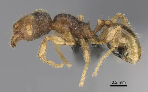 Pheidole beloceps specimen CASENT0807790 image casent0807790_3