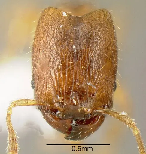 Pheidole beloceps specimen INB0003618275 image inb0003618275_1