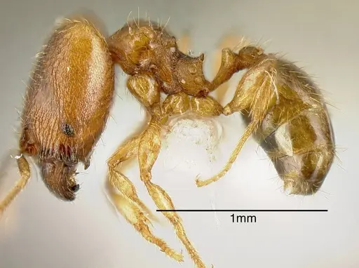 Pheidole beloceps specimen INB0003618275 image inb0003618275_2