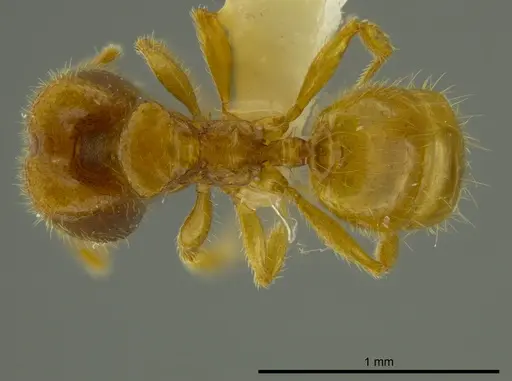 Pheidole beloceps specimen INBIOCRI001282094 image inbiocri001282094_1