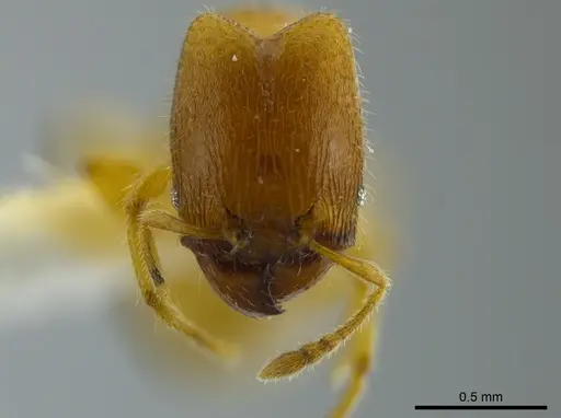 Pheidole beloceps specimen INBIOCRI001282094 image inbiocri001282094_2