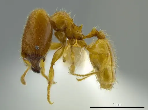 Pheidole beloceps specimen INBIOCRI001282094 image inbiocri001282094_3
