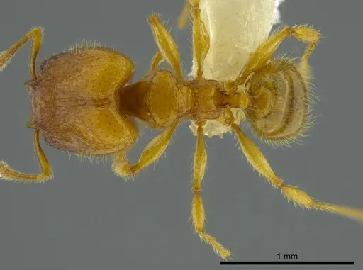 Pheidole belonorte specimen CASENT0609313 image casent0609313_1