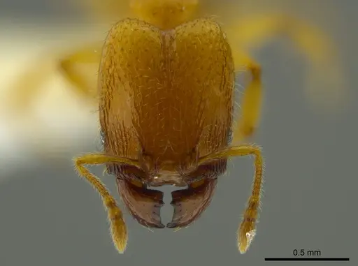 Pheidole belonorte specimen CASENT0609313 image casent0609313_2