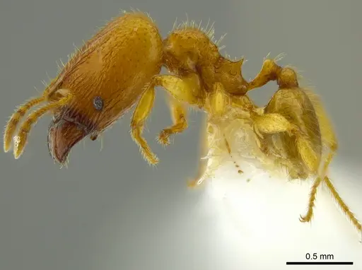 Pheidole belonorte specimen CASENT0609313 image casent0609313_3