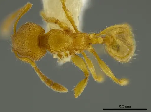 Pheidole belonorte specimen CASENT0609314 image casent0609314_1