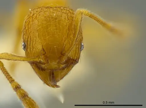 Pheidole belonorte specimen CASENT0609314 image casent0609314_2