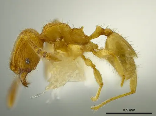 Pheidole belonorte specimen CASENT0609314 image casent0609314_3