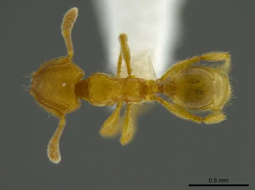 Pheidole belonorte specimen CASENT0613793 image casent0613793_1