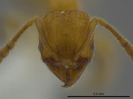 Pheidole belonorte specimen CASENT0613793 image casent0613793_2