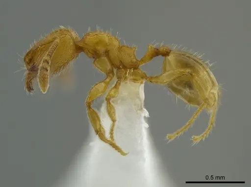 Pheidole belonorte specimen CASENT0613793 image casent0613793_3