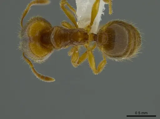 Pheidole belonorte specimen CASENT0613794 image casent0613794_1