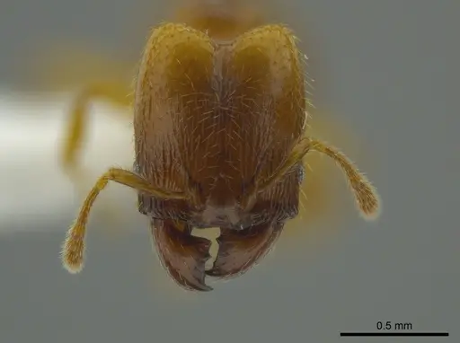 Pheidole belonorte specimen CASENT0613794 image casent0613794_2