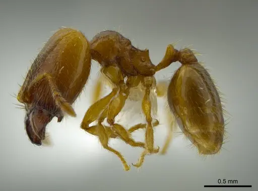 Pheidole belonorte specimen CASENT0613794 image casent0613794_3