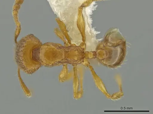 Pheidole belonorte specimen CASENT0645126 image casent0645126_1