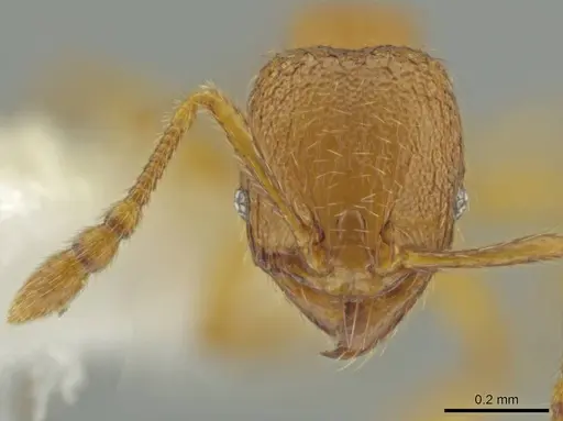 Pheidole belonorte specimen CASENT0645126 image casent0645126_2