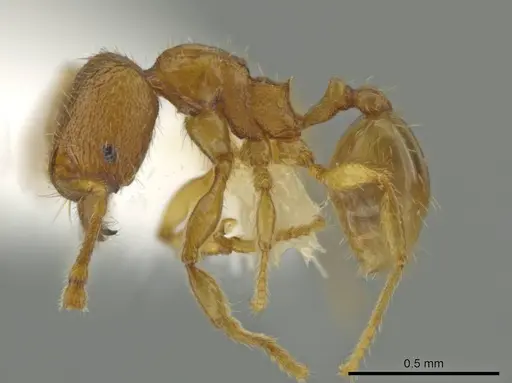 Pheidole belonorte specimen CASENT0645126 image casent0645126_3