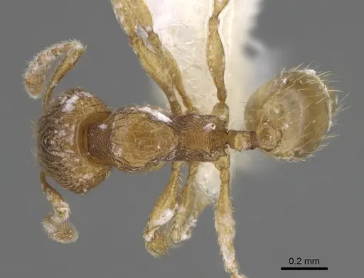 Pheidole belonorte specimen CASENT0646629 image casent0646629_1