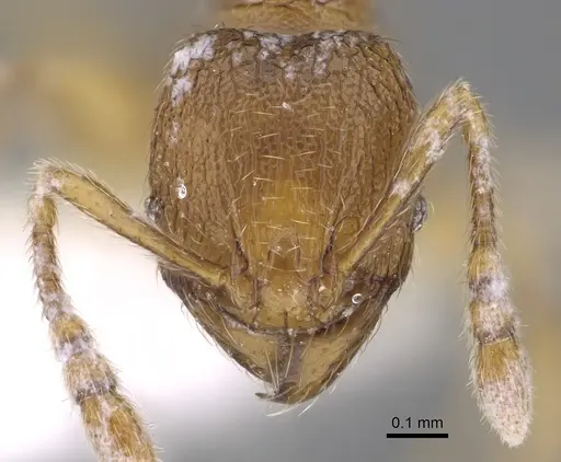Pheidole belonorte specimen CASENT0646629 image casent0646629_2