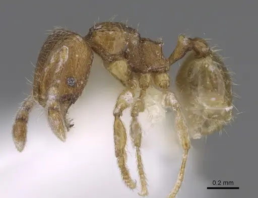 Pheidole belonorte specimen CASENT0646629 image casent0646629_3