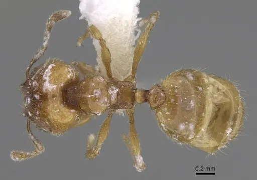 Pheidole belonorte specimen CASENT0646630 image casent0646630_1