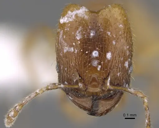 Pheidole belonorte specimen CASENT0646630 image casent0646630_2