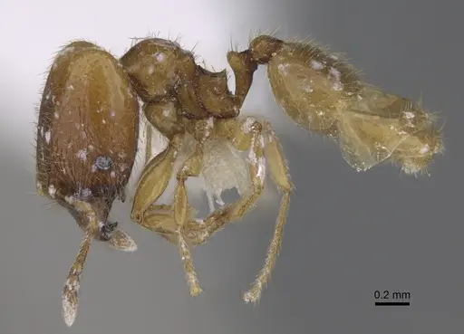Pheidole belonorte specimen CASENT0646630 image casent0646630_3