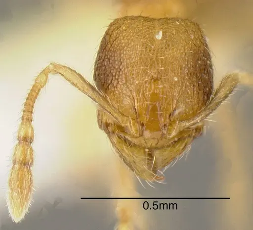 Pheidole belonorte specimen INBIOCRI001281941 image inbiocri001281941_1