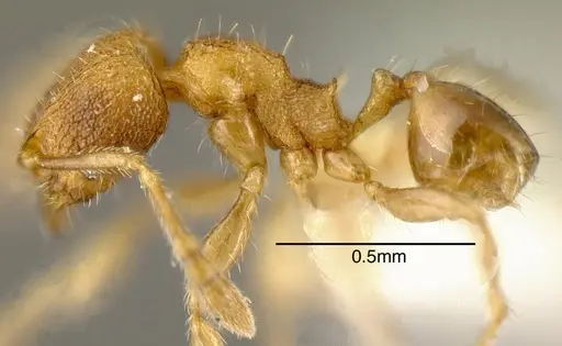 Pheidole belonorte specimen INBIOCRI001281941 image inbiocri001281941_2