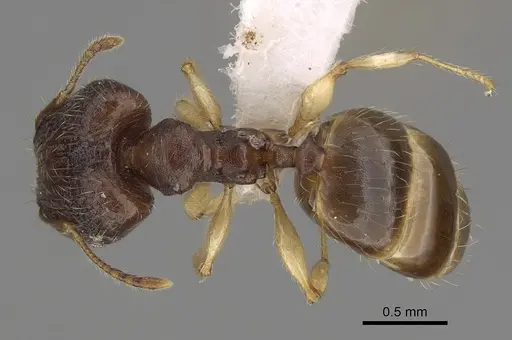 Pheidole bemarahaensis specimen CASENT0425236 image casent0425236_1