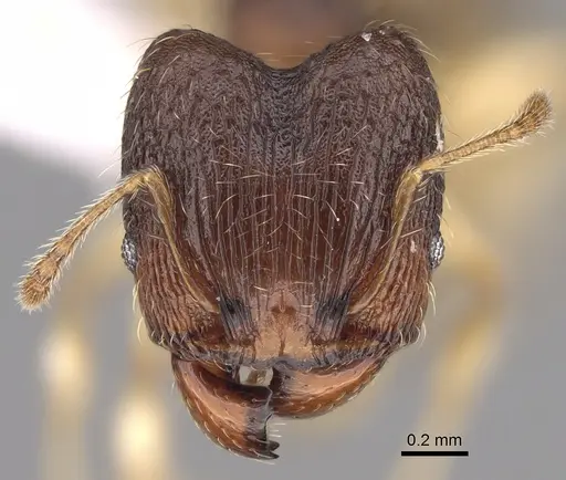 Pheidole bemarahaensis specimen CASENT0425236 image casent0425236_2