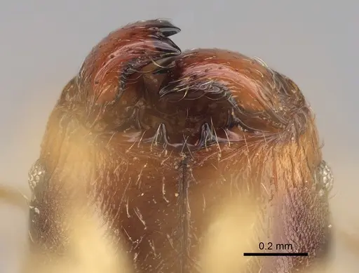 Pheidole bemarahaensis specimen CASENT0425236 image casent0425236_3