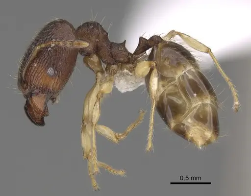 Pheidole bemarahaensis specimen CASENT0425236 image casent0425236_4