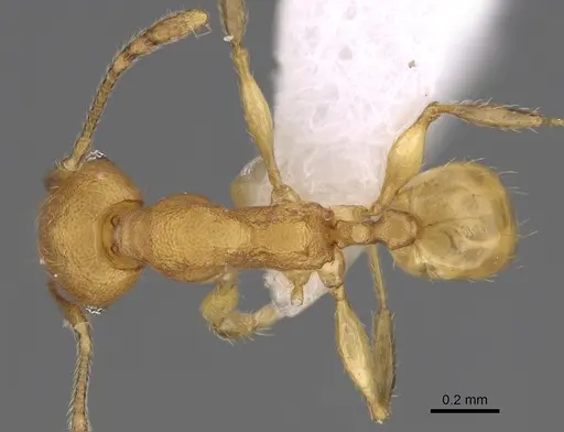 Pheidole bemarahaensis specimen CASENT0425239 image casent0425239_1