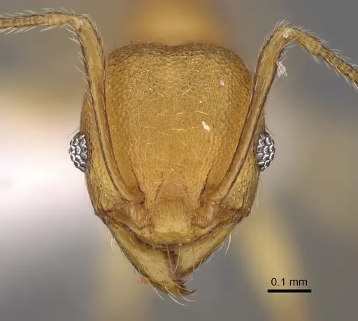 Pheidole bemarahaensis specimen CASENT0425239 image casent0425239_2