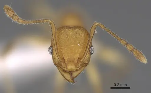 Pheidole bemarahaensis specimen CASENT0425239 image casent0425239_3