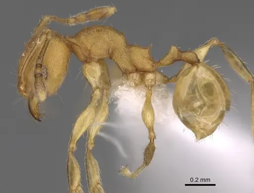 Pheidole bemarahaensis specimen CASENT0425239 image casent0425239_4